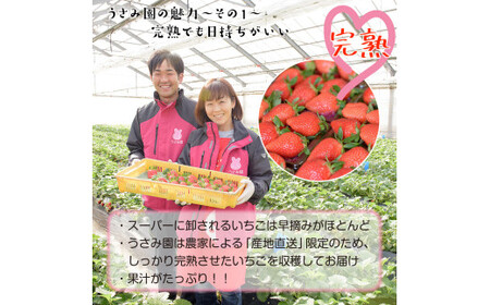 【4月上旬発送】畑のいちご【やよいひめ】2パック