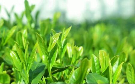【2025年5月中旬より順次発送】 新茶 ほんやま茶 ティーバッグ 15個入×2袋 5000円 本山茶 オススメお茶