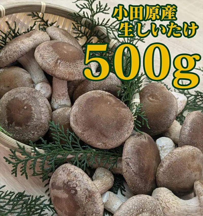 小田原産高級しいたけ「海の香・山の香」　香り高く肉厚でみずみずしい　500ｇお届け【 野菜 きのこ キノコ 茸 シイタケ しいたけ 贈答用 ご家庭でおすそ分け 神奈川県 小田原市 きのこ】