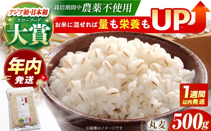 【栽培期間中農薬不使用】丸麦 500g＜1等麦使用＞江北町産 サチホゴールデン【葦農】[HAJ012] / 麦 雑穀 雑穀米