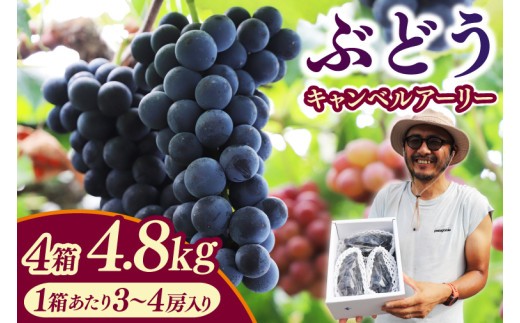 ＼数量限定 9月発送予定／ ぶどう キャンベルアーリー 約4.8kg 4箱 (1箱あたり：3~4房入り) (EK004)