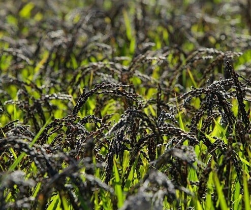 緑色のお米と紫色の籾殻が特徴的です。