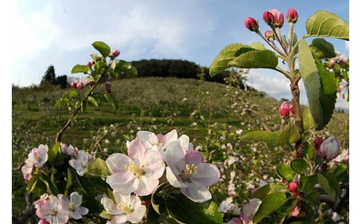 林檎の花