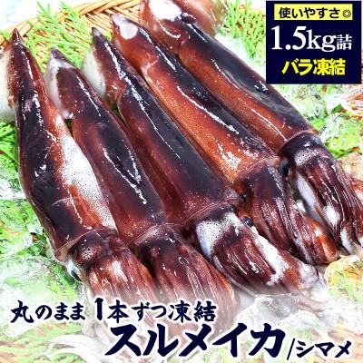 ふるさと納税 新温泉町 スルメイカ(冷凍)たっぷり約1.5kg　サイズ不揃い　兵庫県新温泉町　