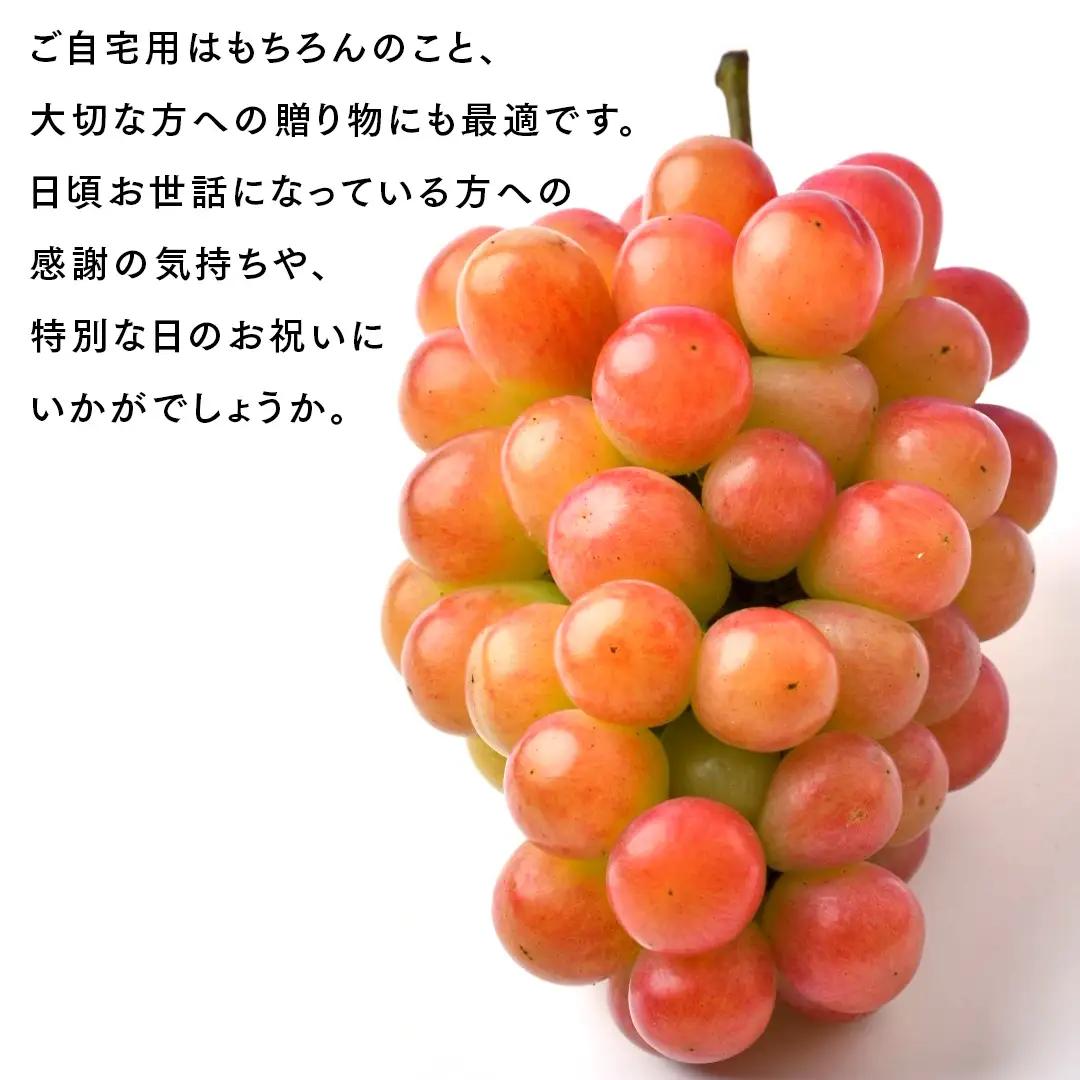 我が道 5kg （8～12房）【2026年9月より発送開始】（茨城県共通返礼品 [ぶどう]：結城市産）