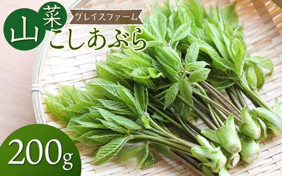 
            【令和8年発送】山菜　コシアブラ　200g　グレイスファーム
          