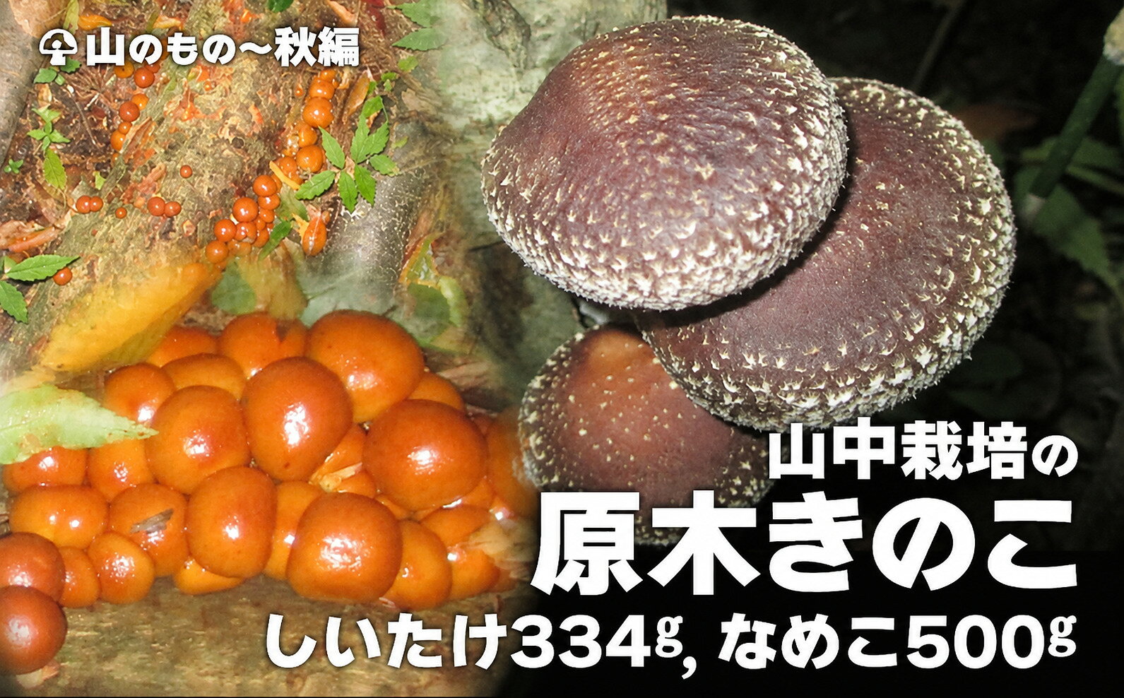 【ふるさと納税】山中栽培の原木きのこ 2点セット 75P079004 【赤坂実】
