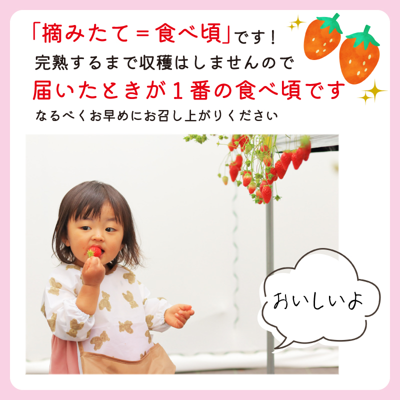 【先行予約 : 2025年1月～2025年2月発送予定 】 いちご きらぴ香 約1kg 約250g×4パック 朝どれ 完熟 苺 産地 直送 フレッシュ イチゴ 贈答 フルーツ 果物 国産 静岡県 藤枝