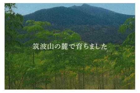 モリンガ茶 ティーパック 30個入り ノンカフェイン ハーブティー 健康茶 美容茶 天然素材 植物茶 国産 茨城県産 常温便 リラックスティー カフェインレス 飲みやすい 自然派 茨城県 石岡市 (E