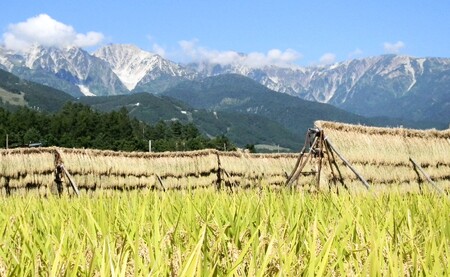 ＜12ヶ月間お届け＞＜令和7年産・新米・先行予約＞白馬産ミルキークイーン精米5kg 全12回/長野県白馬村  2025年産  定期便  米  白米  精米後発送  お米  ご飯  ごはん  送料無料【