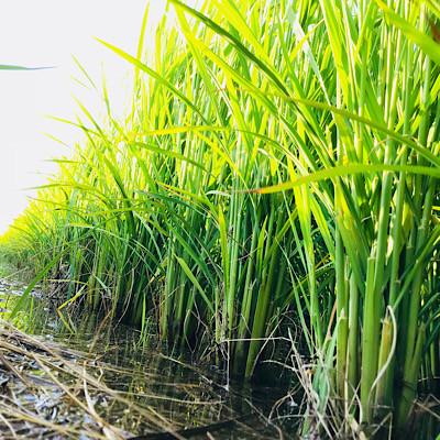 ふるさと納税 新庄市 至福のササニシキ5kg×2袋 (10kg) |  | 01