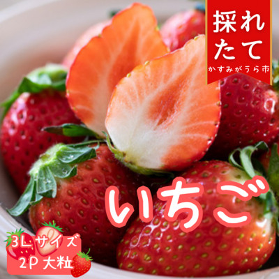 
菅谷いちご園の完熟いちご　3Lサイズ　　　18粒(約420g)×2パック【1263162】
