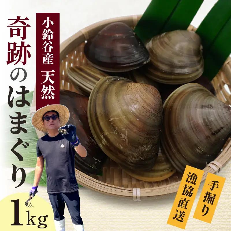 【 奇跡のはまぐり 】小鈴谷産天然はまぐり【 1kg 】 国産 天然 はまぐり 貝 漁協直送 魚貝類 肉厚 日本産 旨味 お祝い お吸い物 大きい 手掘り 潮干狩り 冷蔵便 小鈴谷天然蛤 海の幸 縁起物