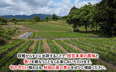 先行予約 秋田県 羽後町産 枝豆 500g （250g×2） [えだまめ 簡単調理レンジ 国産 国産野菜 おつまみ] 