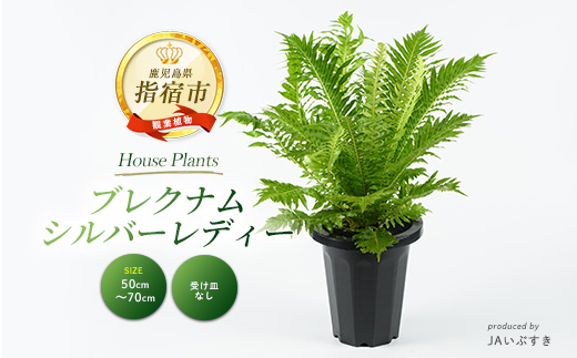 2026年4月上旬～発送【観葉植物】ブレクナム・シルバーレディー 50cm～70cm  (JAいぶすき/IB165-020)  植物 グリーン シダ おしゃれ インテリア 室内 インテリアグリーン ※北海道・沖縄・離島配送不可※