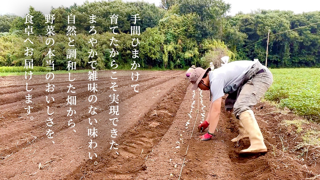  ＼ 選べるお届け月／  農家直送 旬のお野菜 おまかせセット  野菜セット 野菜 旬 詰め合わせ やさい おまかせ 自然 春野菜 夏野菜 セット 季節 新鮮 旬 農家直送