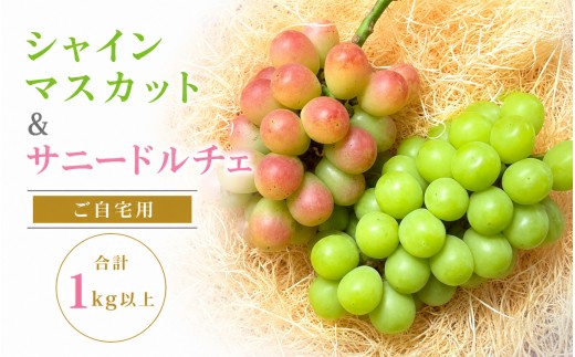 
                  シャインマスカット＆サニードルチェ【2026年先行予約】ぶどう 食べ比べ 除草剤不使用 家庭用 合計2房 1kg以上 ぶどう 葡萄 シャインマスカット マスカット サニードルチェ くだもの 果物 農家直送 新鮮 種なし 皮ごと 岡山県 【koko018】
                
