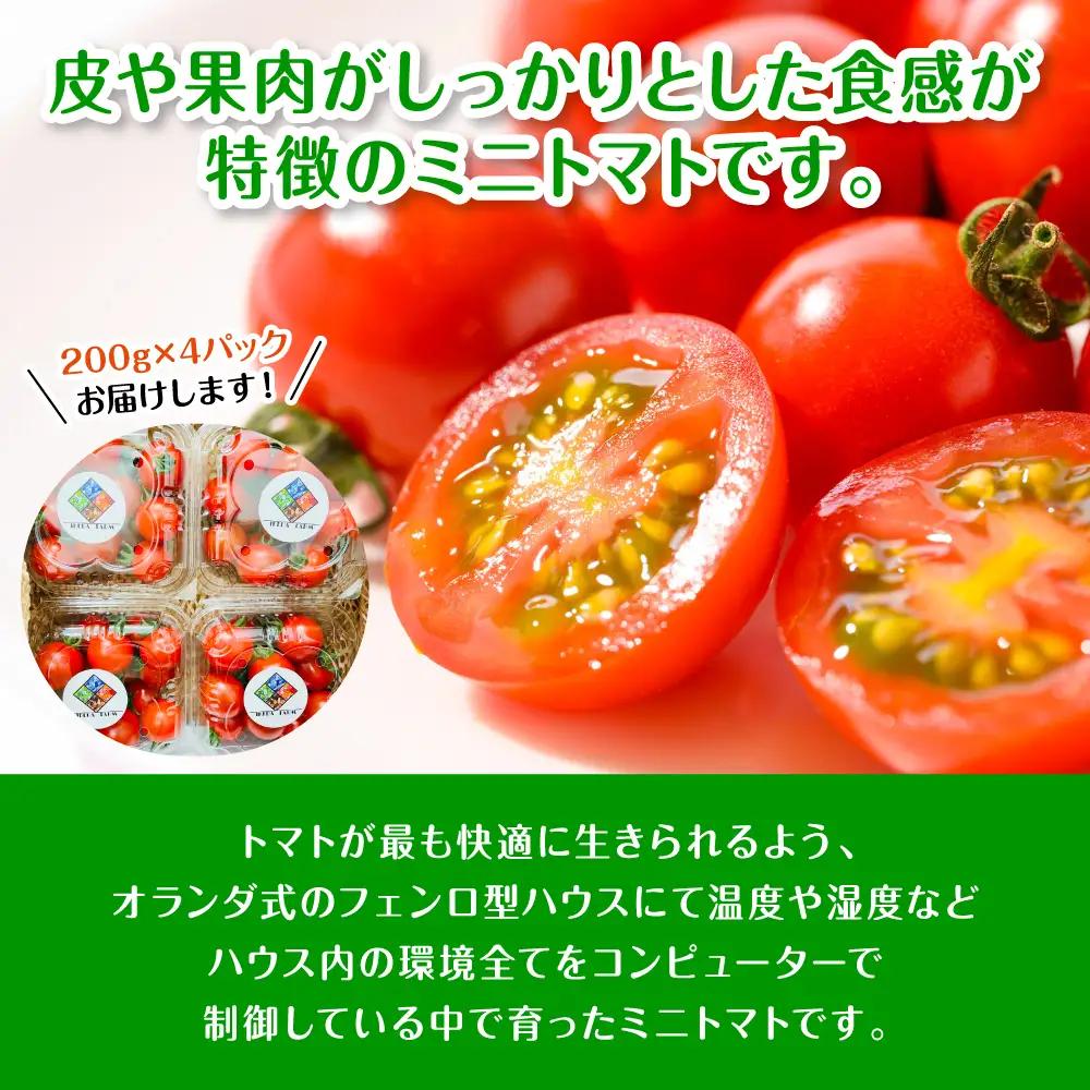 ミニトマト 【先行予約】 嫁がうまいと言う日まで 800g 【2026年12月上旬より順次発送】 ミニトマト