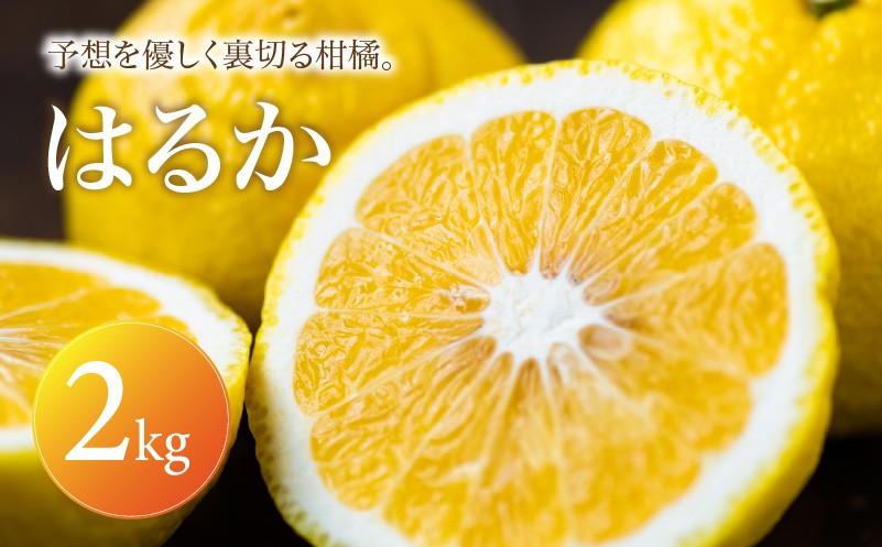 
                  【選ぶならこれ】 酸味ほぼなし 【はるか】 2kg 愛媛県産 【2027年2月上旬頃から順次発送】 | みかん ミカン mikan 蜜柑 訳ありフルーツ 柑橘 果物 おすすめ お勧め お取り寄せ ギフト 愛媛県 松山市
                