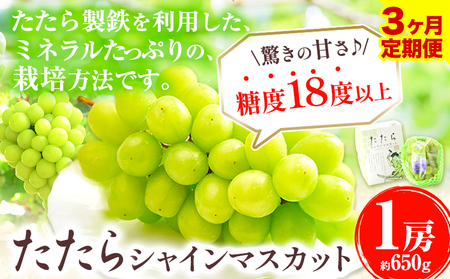 【3回定期便】たたらみねらるシャインマスカット 650g×3回 ｼｬｲﾝﾏｽｶｯﾄ