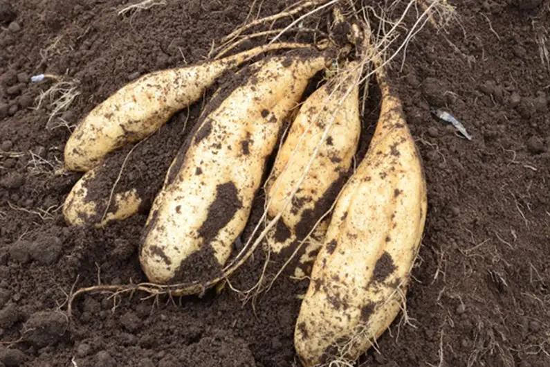 【家庭用】新潟県 加茂市産 きみまろこ 2.5kg 《11月上旬～順次発送》 さつまいも サツマイモ 熟成 甘い 芋 焼き芋 天ぷら スイートポテトに！ 加茂市 織原農園 
