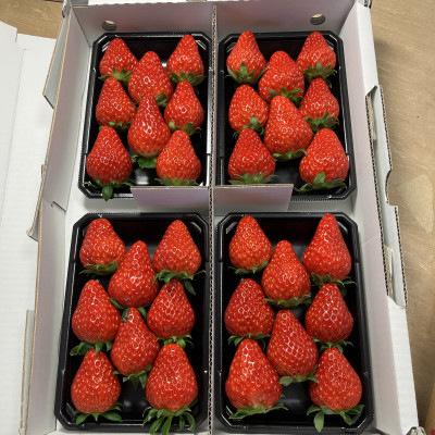 
            紅ほっぺ＜250g×4パック＞【1464897】
          