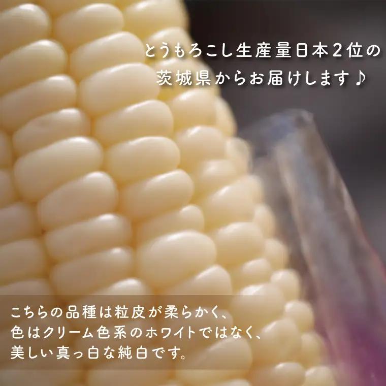 【6月下旬より発送】数量限定 白いおおもの(トウモロコシ)5kg （AY-6）