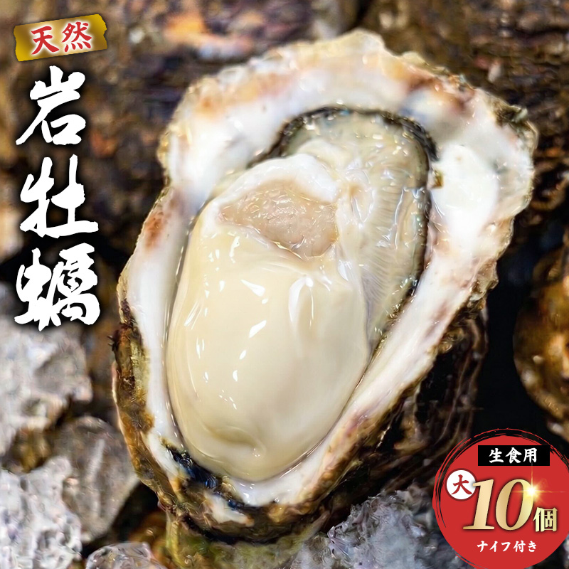 《ナイフ付》 生食用 殻付き 象潟産 天然 岩牡蠣 10個 約3kg 300～400g/個 直径10cm 岩ガキ 冷蔵 濃厚 新鮮 殻剥きナイフ付 贈り物 ギフト お取り寄せ  日本海 産地直送 秋田県 にかほ市 マルイチ水産
