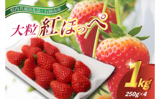 2025年12月より順次発送　紅ほっぺ大粒250g(8～12粒)×4pc(県内共通返礼品:石岡市産) (BR031)