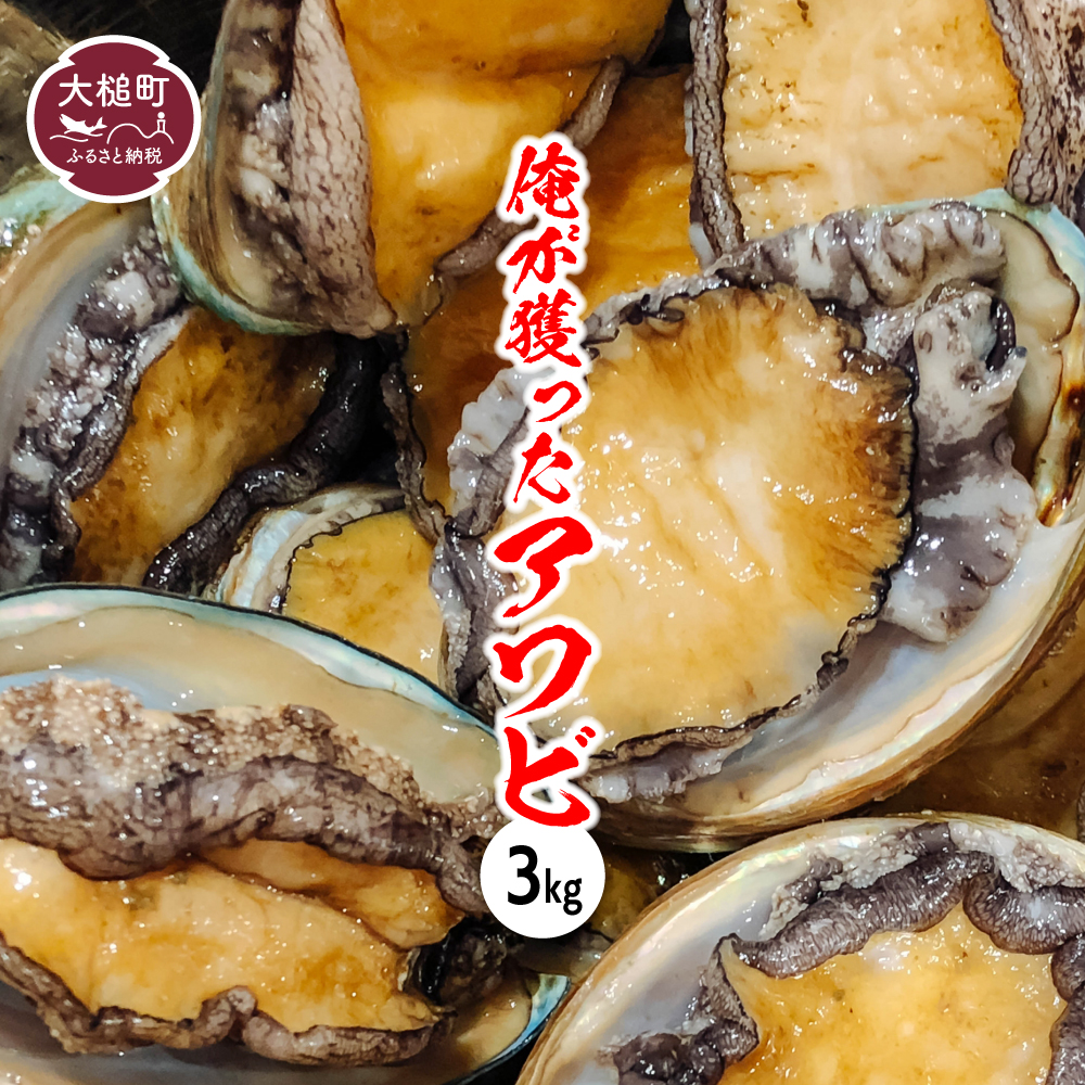 【2026年11月～12月発送】アワビ 約3kg (20個前後) ※アワビヘラ＆軍手付き※【期間限定】【35】｜冷蔵 三陸 岩手県 大槌町 あわび 人気 鮑 刺身 いわて iwate 2026 初栄丸