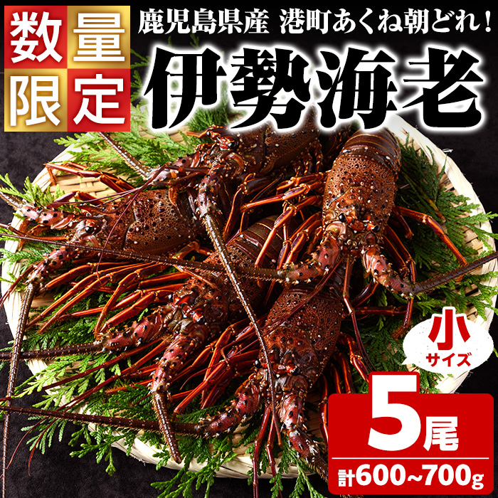 ＜先行予約受付中！2025年9月中旬以降順次発送予定＞期間・数量限定！鹿児島県産 伊勢海老(5尾・計600g～700g) 国産 鹿児島県産 海老 えび エビ 伊勢海老 味噌汁 小サイズ 刺身 海鮮 海の幸 海産物【福美丸水産】akn033-21