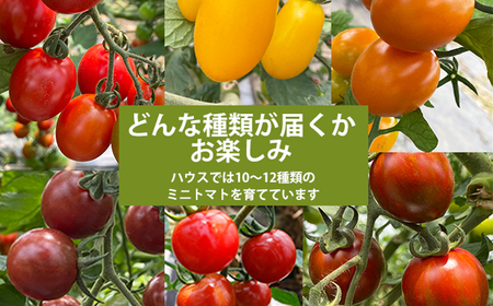 【2026年7月上旬発送開始予定】 岩手県産 こだわりトマト 詰め合せセット （ 大玉 1kg ／ ミニトマト 700g ） ／ 大玉 とまと トマト 大玉とまと 大玉トマト ミニトマト ミディトマト