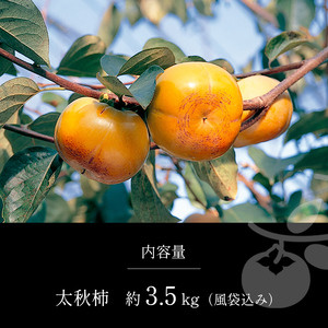 太秋柿 3.5kg 箱入り | 果物 くだもの フルーツ 柿 太秋 旬 秋 味覚 熊本県 玉名市