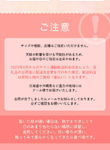 【先行予約】和歌山県産の桃 （11～15玉入り）【2025年6月中旬頃から8月上旬頃順次発送予定】 / もも モモ 桃 ギフト 贈り物 プレゼント 夏ギフト 果物 フルーツ 人気 産地直送 和歌山県 