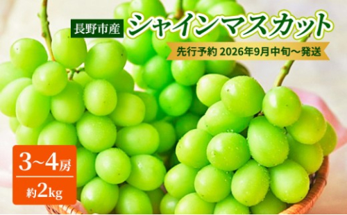 本気農場いけだ　長野市産シャインマスカット3～4房（約2kg）【2026年9月中旬以降の出荷分】 |  シャインマスカット ぶどう フルーツ 果物 人気 おすすめ ギフト プレゼント 送料無料 長野県 長野市 信州 信濃 ふるさと納税