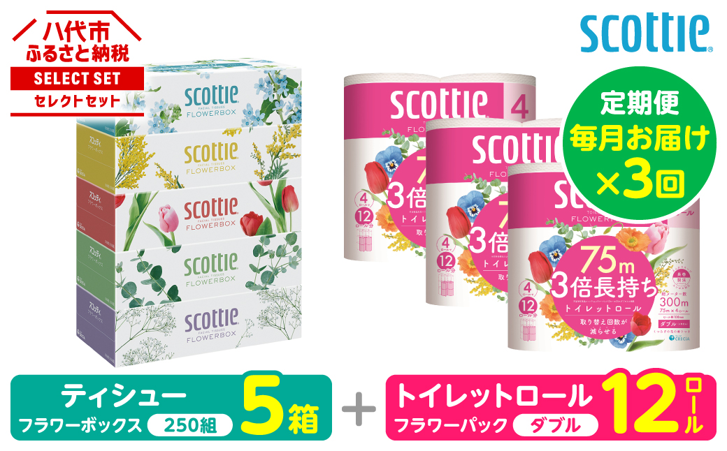 【定期便3回】【毎月お届け】【スコッティ】 組み合わせ ティシュー フラワーボックス 250組 5箱 計15箱 トイレットロール ダブル フラワーパック 3倍長持ち 12ロール 計36ロール ティッシュ トイレットペーパー 日用品 防災備蓄 ストック 備蓄 新生活 防災 消耗品 生活用品 日用消耗品 箱ティッシュ