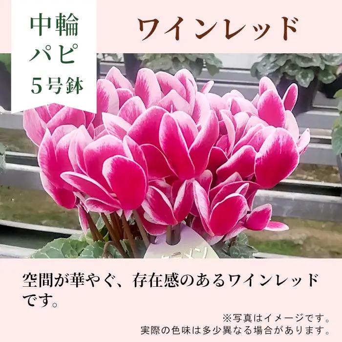 《シクラメン パピ 色：ワインレッド》農林水産大臣賞受賞  愛知県産 シクラメン ５号鉢 中輪パピ 花  ワインレッド プレゼント 贈り物 鉢花 鉢 ガーデン ガーデニング 高品質 クリスマス -22