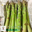 【ふるさと納税】《先行予約》CHACRA DE MELLIZASのアスパラガス 1.2kg 野菜 期間限定 サイズ不揃い あすぱら グリーン アスパラ 飛騨市［Q2361x_25］15000円