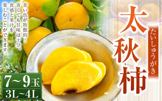 【先行予約】 三浦農園 太秋柿 7玉から9玉 （3Lから4L） 【2026年10月上旬から10月下旬 出荷予定】 柿 かき カキ 太秋 たいしゅう 完全甘柿 果物 くだもの フルーツ 果実 ジューシー お取り寄せ 福岡県 うきは市
