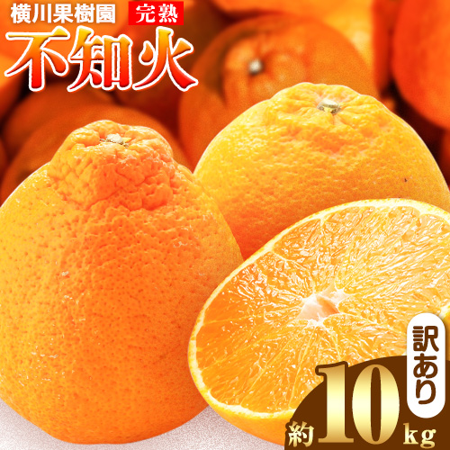 完熟 不知火(デコ) 約10kg S～2L 家庭用 サイズ混合 横川果樹園 《3月中旬-4月末頃出荷》 和歌山県 日高川町 不知火 みかん 果物 柑橘 フルーツ 送料無料