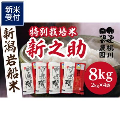 ふるさと納税 村上市 【新米受付・令和8年産米】【精米即日発送】村上市桃川産 特別栽培米 新之助8kg NAB4037