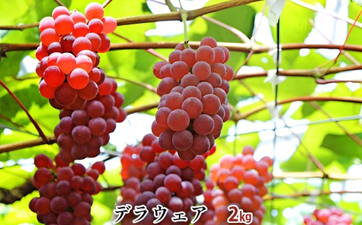 デラウェア 約2kg 果物類 フルーツ 果物 ブドウ デザート おやつ 食後 山梨県産 【2026年7月下旬～8月上旬まで順次発送予定】