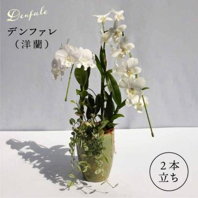 ふるさと納税 糸島市 【30セット限定】デンファレ(洋蘭)2本立ち《糸島》【和饗エコファーム株式会社】[AVI005]