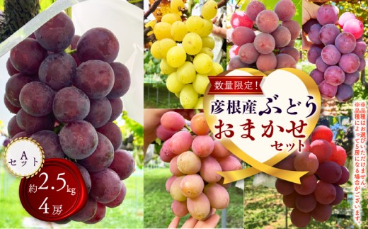 【先行予約 8月下旬から発送】ぶどう 詰め合わせ 約2.5kg 4～5房 食べ比べ ピオーネ 藤稔 紅伊豆 安芸クイーン 多摩ゆたか ゴルビー 果物 くだもの フルーツ デザート  ブドウ 葡萄 詰合せ ギフト 贈答 期間限定 おまかせ 品種おまかせ 数量限定 セット プレゼント 詰合せ 品種 夏 秋 8年 8月 9月 滋賀 彦根