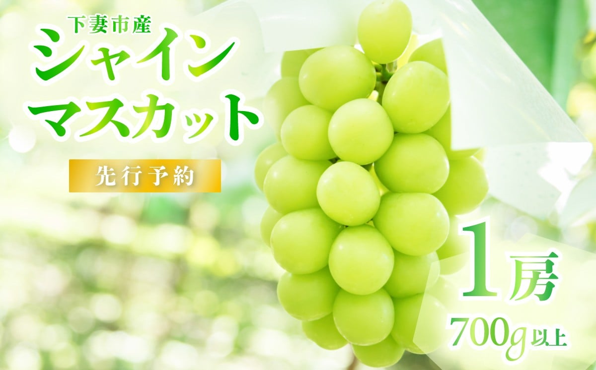 
【2025年 先行予約】シャインマスカット1房（700g以上）【石崎ぶどう園】（2025年8月下旬から9月下旬頃発送予定）【 フルーツ 果物 ぶどう ブドウ 葡萄 シャイン マスカット 茨城県産 国産 人気 農園 スイーツ お取り寄せ 】
