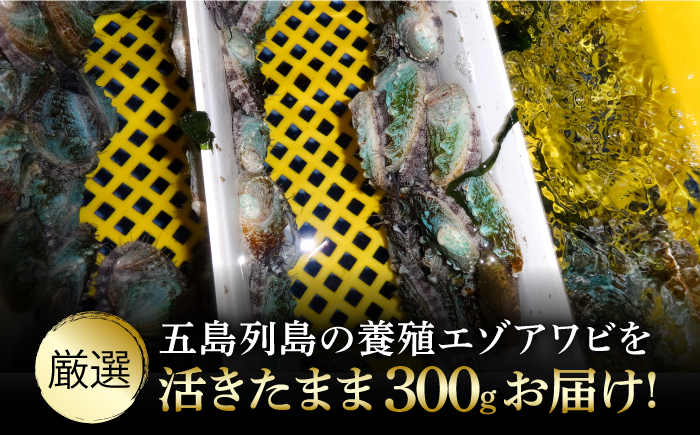 【全6回定期便】【活きたままお届け！】 上五島産 養殖 ひとくち アワビ 厳選 300g【豊建設株式会社】 [RAE016]