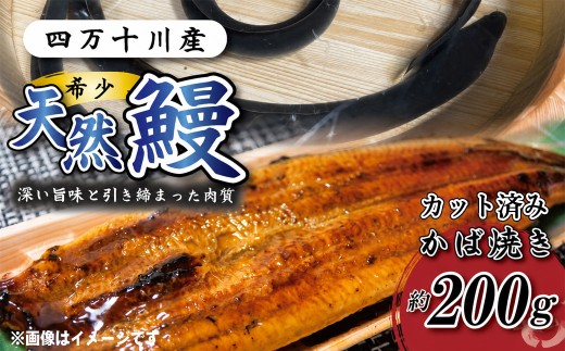希少 四万十川産＜天然うなぎ＞蒲焼（約200ｇ） 天然うなぎ 天然 四万十川 希少 鰻 ウナギ うなぎ お取り寄せ グルメ きざみ お楽しみ おいしい ギフト 食べ物 食品 おかず 国産鰻 蒲焼 うな