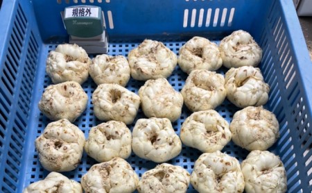 【規格外】十勝幕別 忠類ゆり根 1.5kg（M～2L）9～15玉［JA忠類］9月～3月発送限定【 北海道 幕別町 忠類 十勝 高級食材 お正月 料理 訳あり 】 野菜 ゆりね 北海道産 ワケあり 