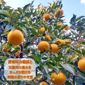 【先行予約】訳あり 甘夏 2kg +傷み補償分1割程度増量 甘夏 青果市場 愛媛県 愛南町