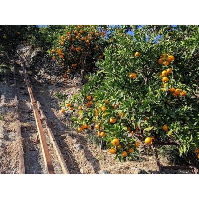 ふるさと納税 有田川町 蛍飛ぶ町から旬の便り 無添加100%みかんジュース2本セット　和歌山県有田の町の平武農園より農家直送 |  | 03